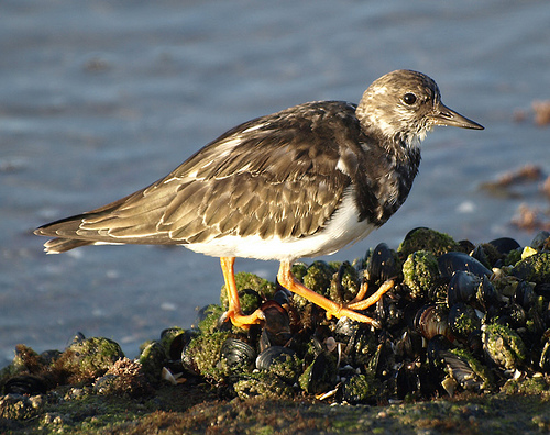 turnstone feet and feathers