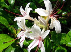 Honeysuckle