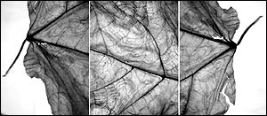 محمدرضا راشد