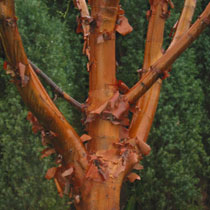 Acer griseum