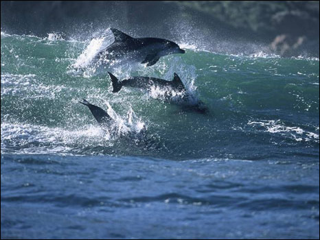 Imagem do fotógrafo Greg Huglin mostra golfinhos surfando na África do Sul
