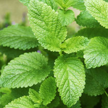 Lemon Balm