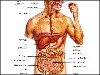 د هاضمې سيستم