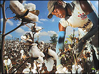 Trabalhador em plantação de algodão