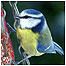 Blue Tit c/o PA Images