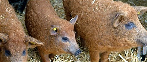 Mangalitzas - Pig Paradise Farm, Wiltshire