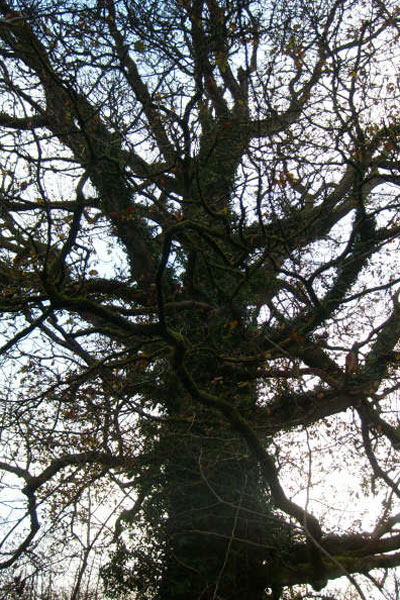 Susan Gass and Peter Archdale