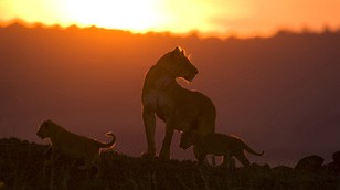Big Cats from the Masai Mara
