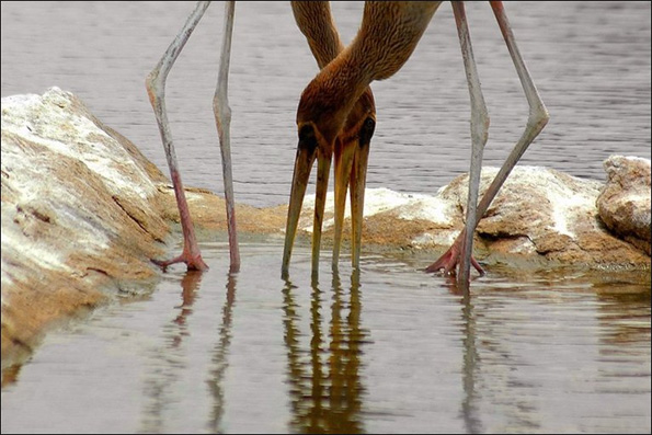 Four legs in the water