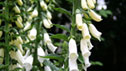 Digitalis purpurea 'Alba'