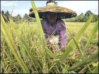 Indonesia chưa bao giờ ra quy định đặc biệt về xuất khẩu gạo