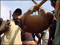 विशु महोत्सव