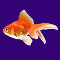 The Goldfish