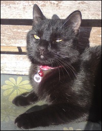 Expect to see more of this sort of sheer feline indulgence in coming days...