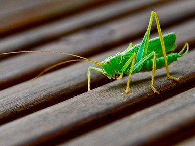 2nd picture of 'the garden cricket'