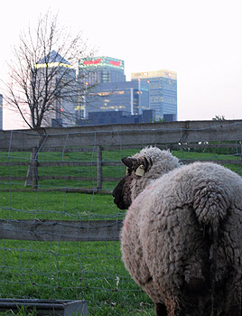 This picture was taken in Mudchute park