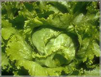 Lettuce