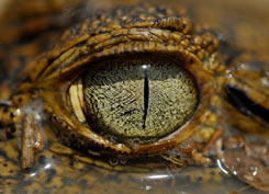 Damsel fly © Alamy Images