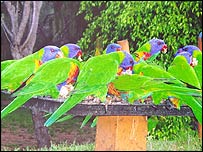 Rainbow Lorikeets