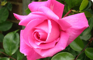 Rosa 'Spanish Beauty'