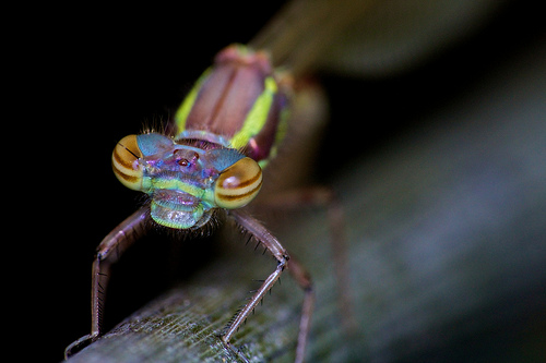damselfly macro by john skouros