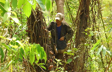 Rebel fighters picking food