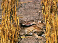 د ککي دوی پلار