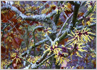 Hamamelis mollis