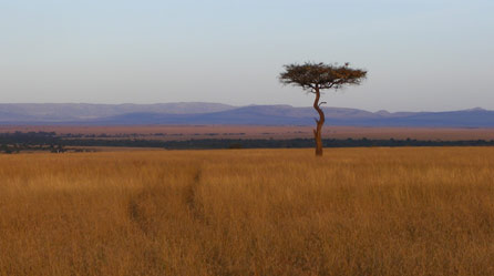 The Mara Reserve A lone tree in the Mara Reserve