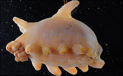 Imagem BAS/P.BUCKTROUT