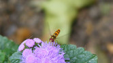 Hoverfly