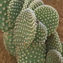 Opuntia microdasys var. albispina