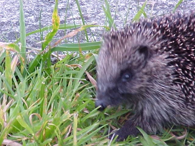 hedgehog walking around