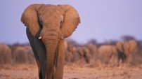 African Elephant from Nature Picture Library