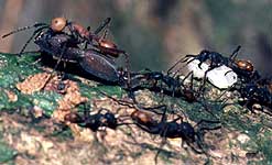 Army ant Eciton burchelli