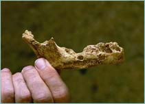 Ancient human jawbone