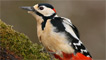 Greater-spotted woodpecker by Kenneth Wilson Smith