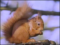 Red Squirrel
