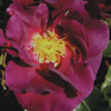 Rosa 'Wild Rover'