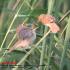 Basra Reed Warbler Acrocephalus Griseldis