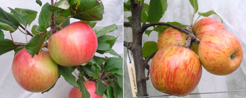 Apples Red Devil and Lord Lambourne on 4 August
