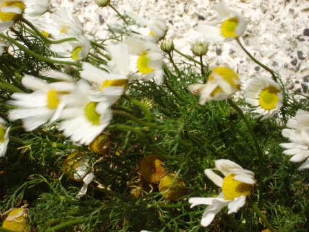 Giant daisies at Leverburgh harbour