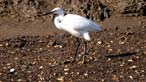 Little egret by Clive Davies