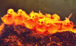 Plainfin midshipman fish