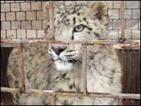 تیندوے کا بچہ لیو