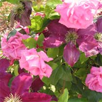 Rosa 'Zephirine Drouhin'