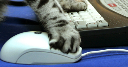 Un gato opera un teclado y mouse