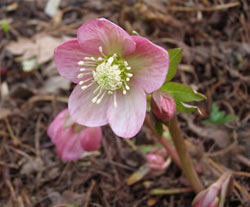 one of Margaret's hellebores