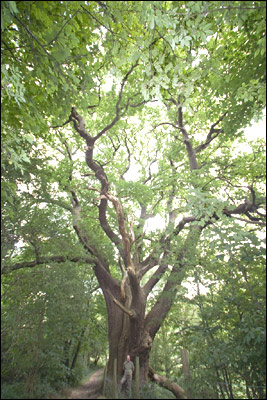 Giant veteran oak tree