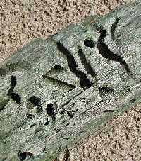 Other side of same piece of timber